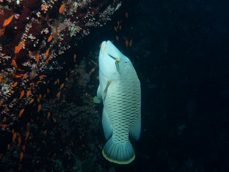 Daedalus Reef