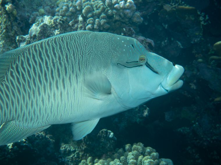 Daedalus Reef