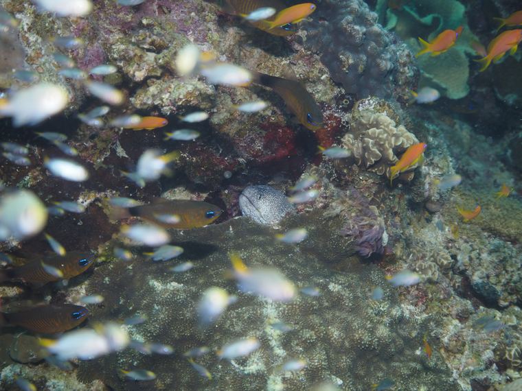 Fanadir Reef