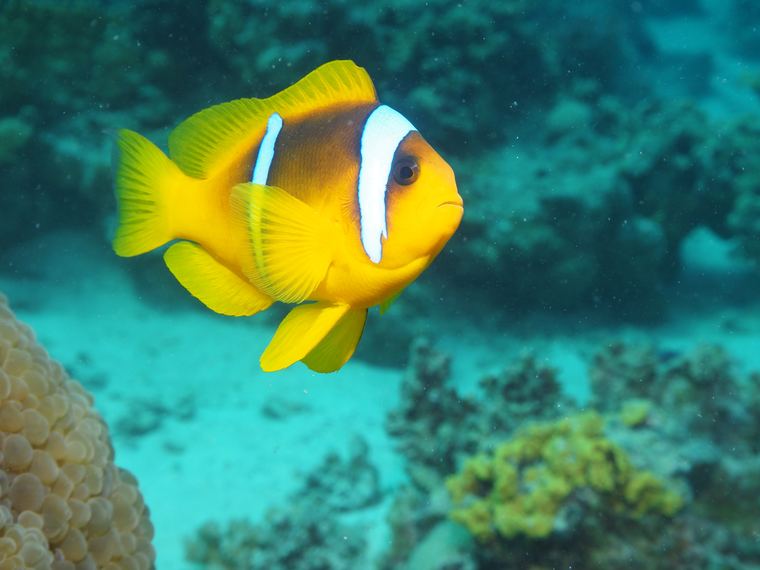Fanadir Reef