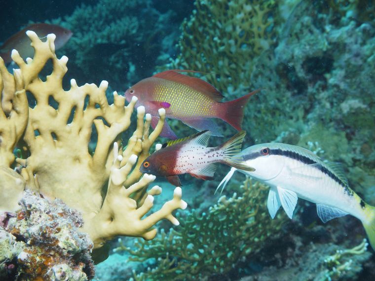 Fanadir Reef